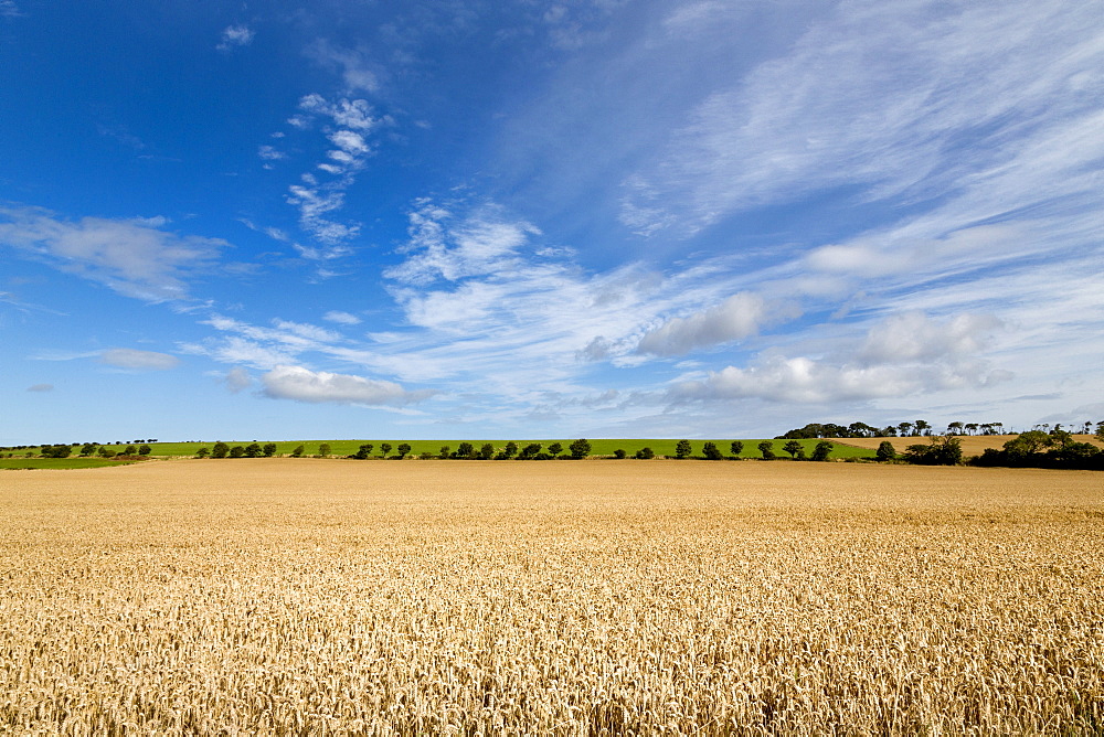 Large ripening wheat field in Northumberland, England, United Kingdom, Europe