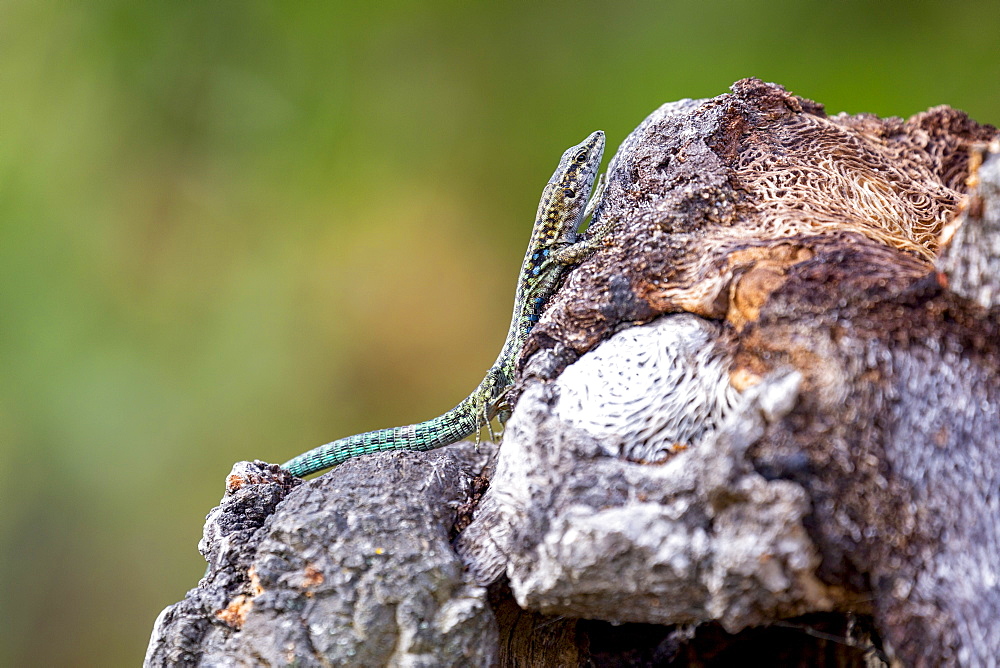 Tyrrhenian Wall Lizard on a rock near Santa Giulia beach, Corsica, France, Mediterranean, Europe