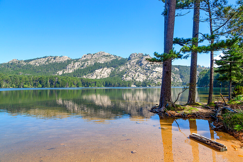 Trees on the shore of Lac de l'Ospedale in the mountains of Corsica, France, Mediterranean, Europe