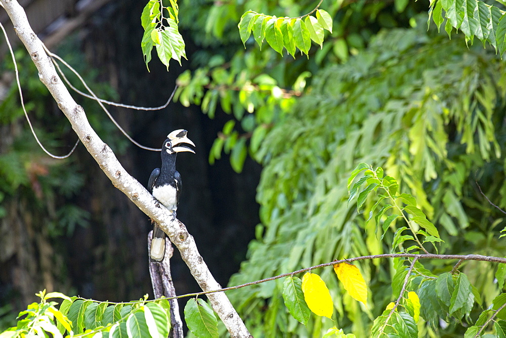 An Oriental Pied Hornbill in the Langkawi rainforest, Malaysia, Southeast Asia, Asia