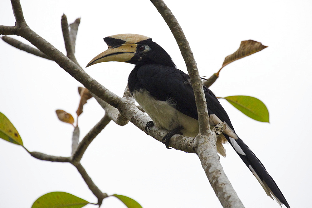 An Oriental Pied Hornbill in the Langkawi rainforest, Malaysia, Southeast Asia, Asia