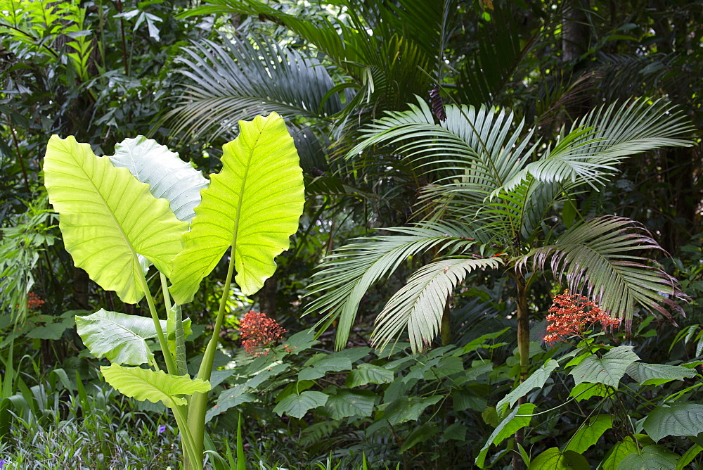 Flora in the ten million year old rain forest in Langkawi, Malaysia, Southeast Asia, Asia