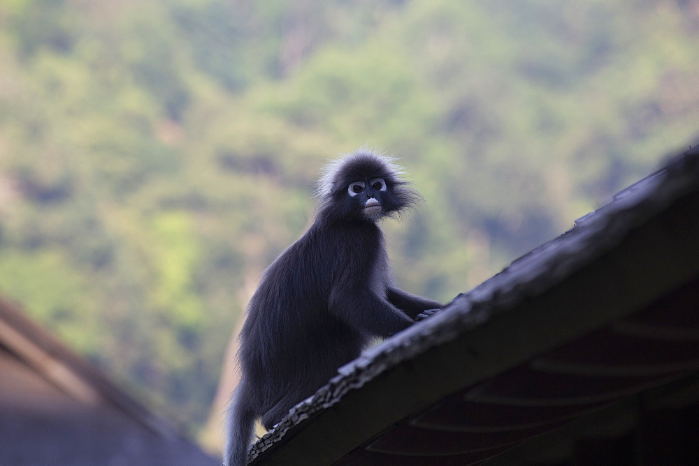 A dusky leaf monkey (spectacled langur) (dusky langur) on a rooftop at the Datai hotel in the Langkawi rainforest, Malaysia, Southeast Asia, Asia