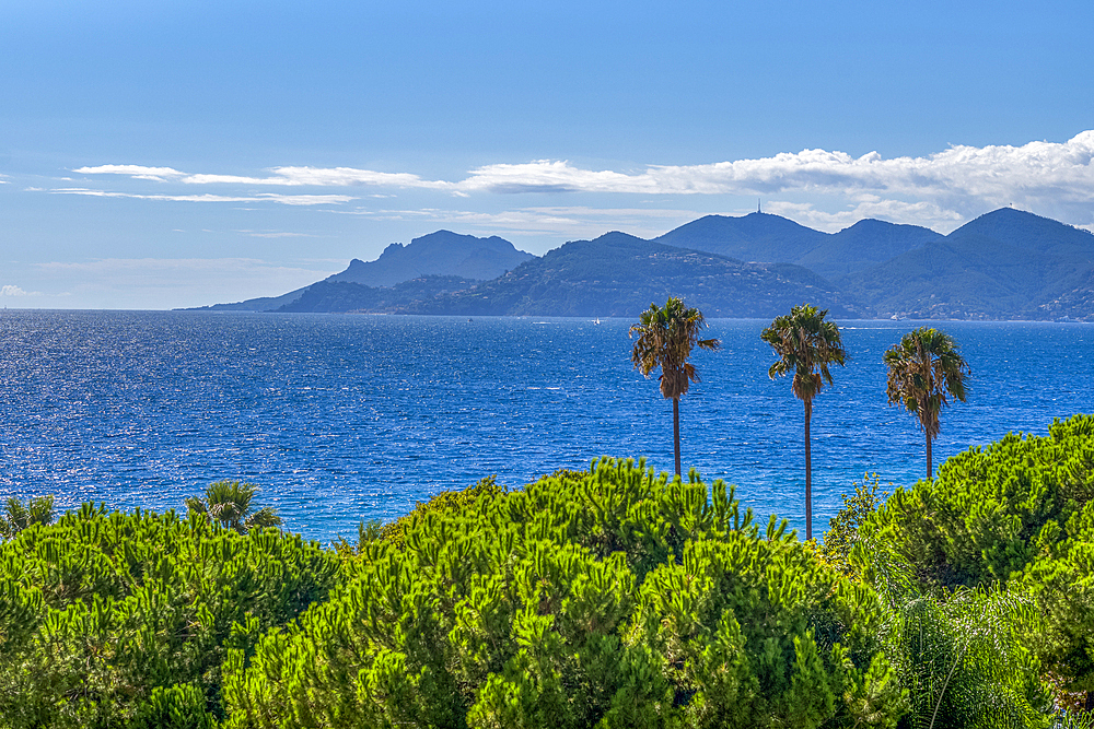 Palm trees and the Mediterranean Sea seen from Le Suquet (old town), Cannes, French Riviera.