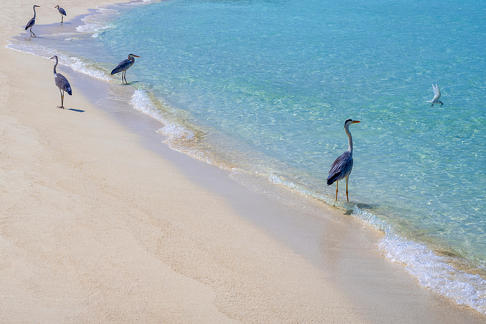 A group of five Grey Herons (Maakana) and a gull, on the shoreline of the lagoon on an exotic Island in the Maldives. Indian Ocean.