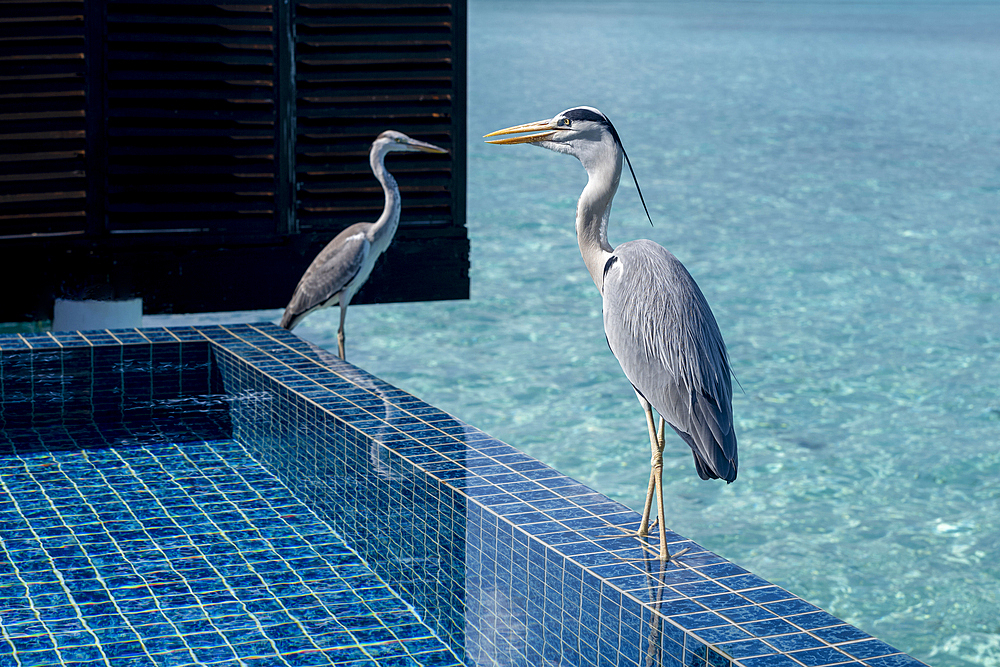 Two Grey Herons (Maakana) on the edge of a swimming pool overlooking the lagoon on an exotic Island in the Maldives. Indian Ocean.