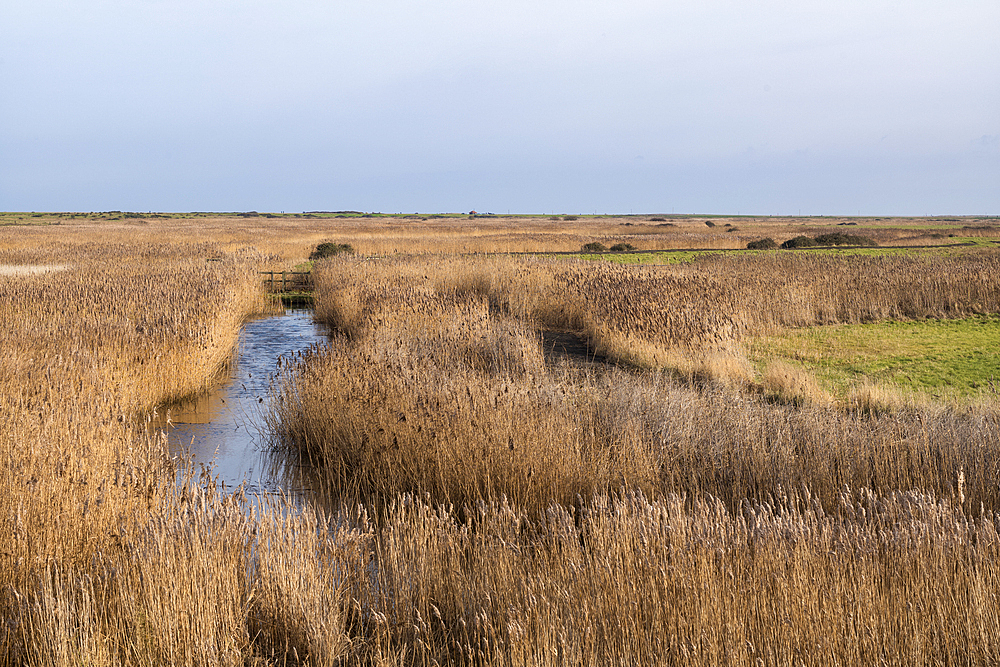 Reed marshes at Blakeney in North Norfolk, United Kingdom