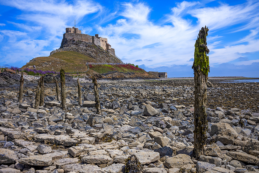 Eroded mooring posts with the 16th century Lindisfarne Castle on a hillock overlooking the island of Lindisfarne, United Kingdom