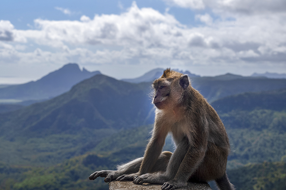 A long-tailed Macaque monkey (macaca fascicularis) in the dramatic Black River Gorges National Park on the exotic island of Mauritius in the Indian Ocean