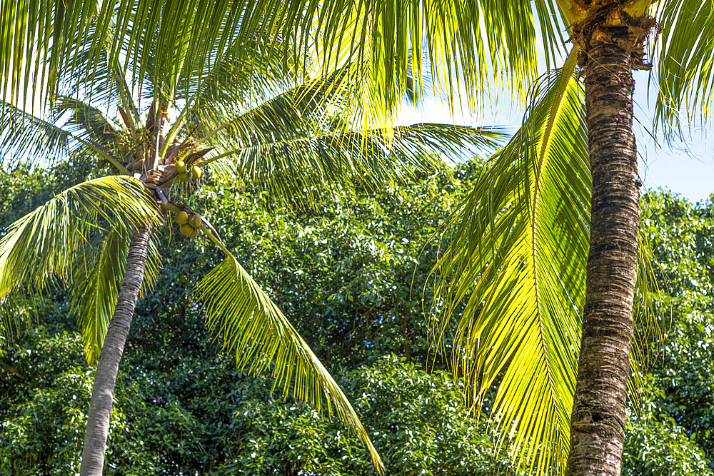 Coconut palm trees on the exotic island of Mauritius in the Indian Ocean
