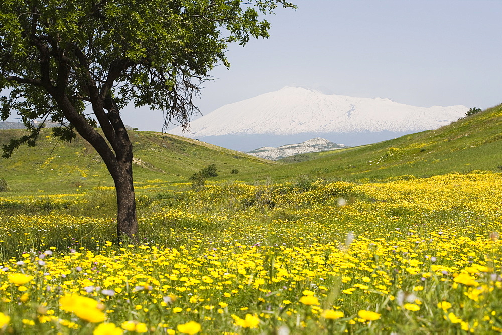 Spring meadow with snow covered Mount Etna in distance, Sicily, Italy, Europe