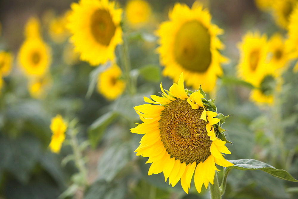 Sunflowers in field, Tuscany, Italy