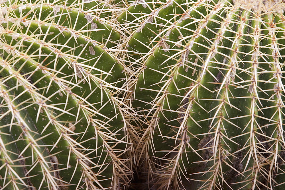 Cactus, Echinocactus Grusonii Hildmann, Jardin Botanico (Botanical Gardens), Valencia, Mediterranean, Costa del Azahar, Spain, Europe