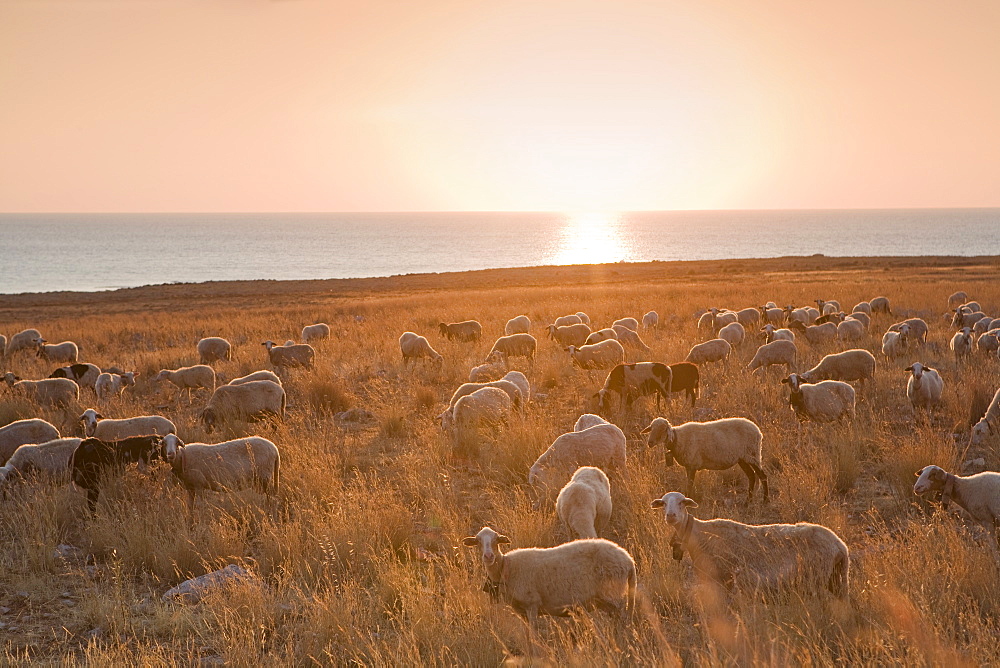 Flock of sheep at sunset by the sea, near Erice, western Sicily, Italy, Europe