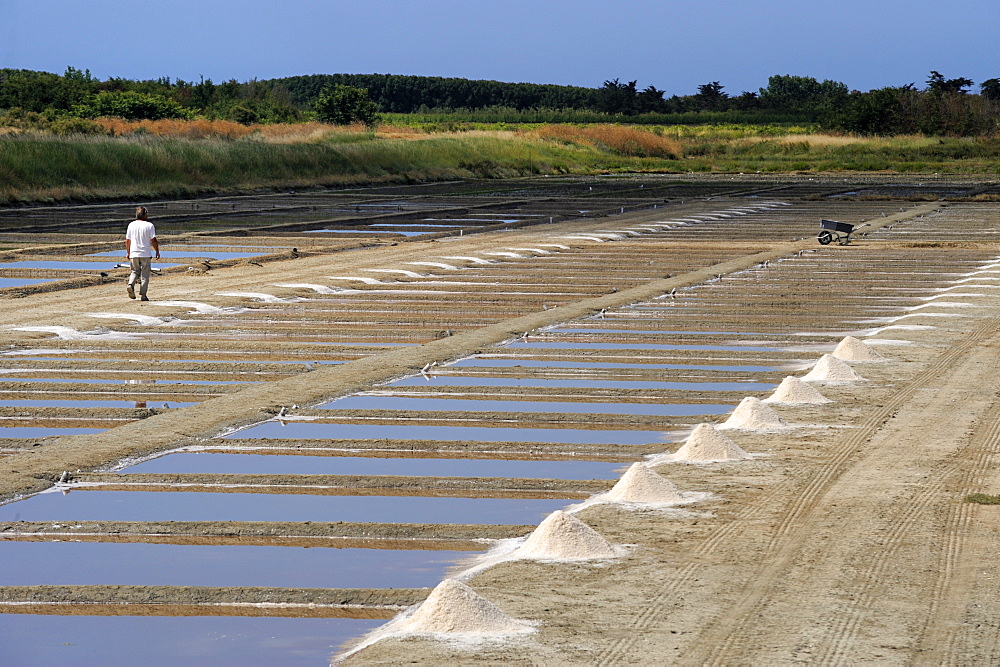 Collecting salt in salt pans, Ars-en-Re, Ile de Re, Charente Maritime, France, Europe