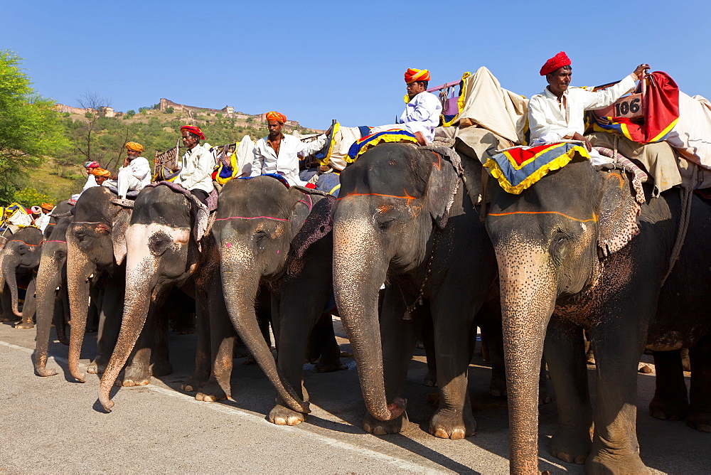 Elephants waiting to carry tourists at Amber Fort near Jaipur, Rajasthan, India, Asia