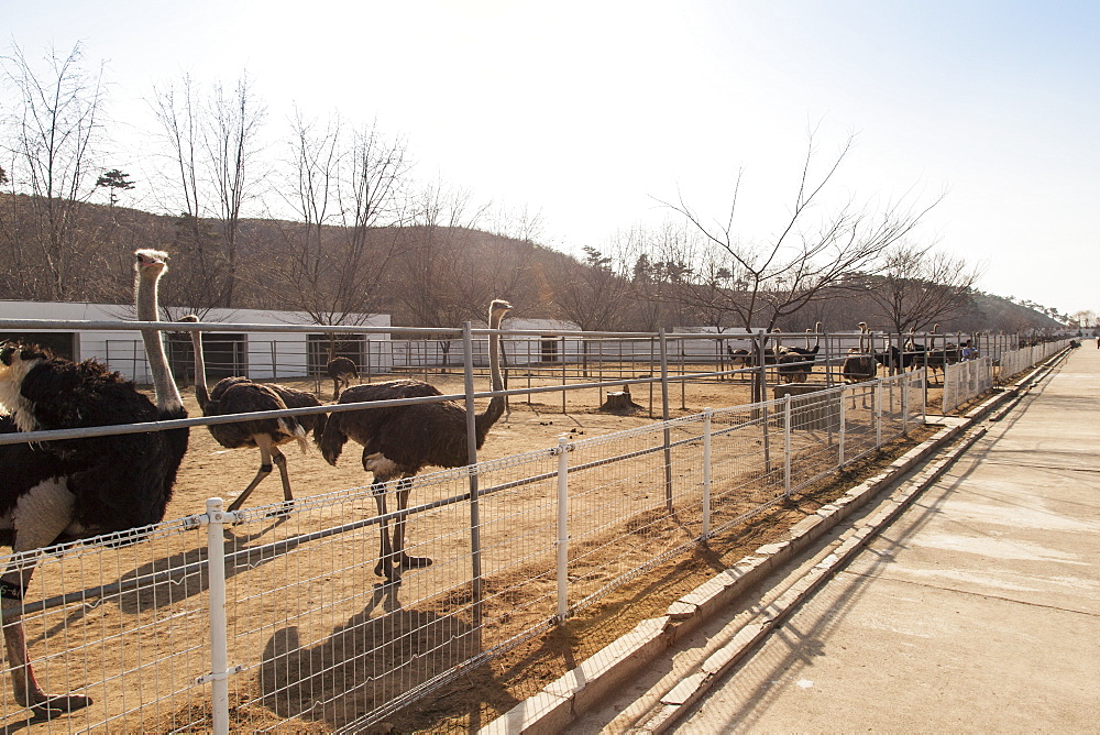 Ostrich farm near Pyongyang which supplies ostrich meat to some of Pyongyang's restaurants, Democratic People's Republic of Korea (DPRK), North Korea, Asia