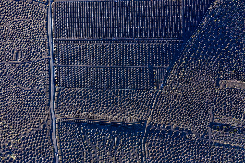 Aerial view over vineyards and black volcanic soil, La Geria, Lanzarote, Canary Islands, Spain, Atlantic, Europe