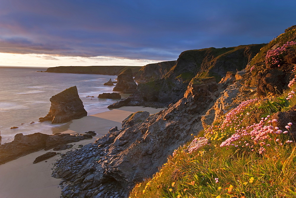 Spring wildflowers on the clifftops overlooking Bedruthan Steps, North Cornwall, England, United Kingdom, Europe