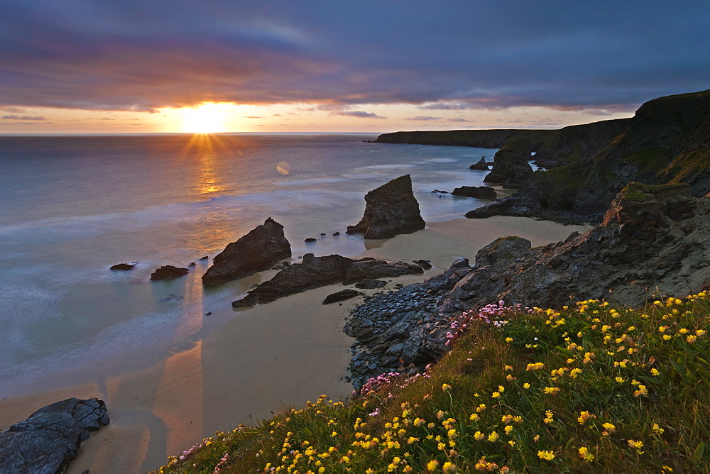 Spring wildflowers on the clifftops overlooking Bedruthan Steps, North Cornwall, England, United Kingdom, Europe