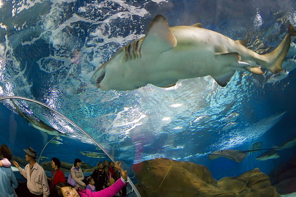 Tourists at the Shanghai Aquarium in Pudong District, Shanghai, China, Asia