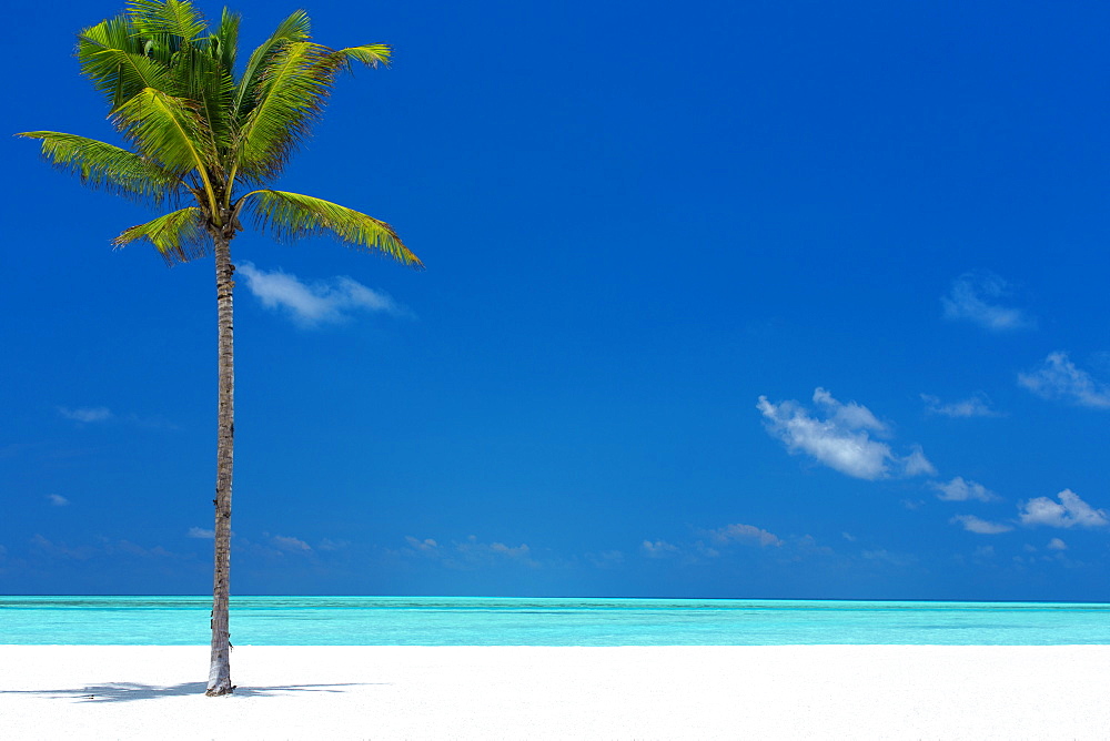 Palm tree and tropical beach, The Maldives, Indian Ocean, Asia