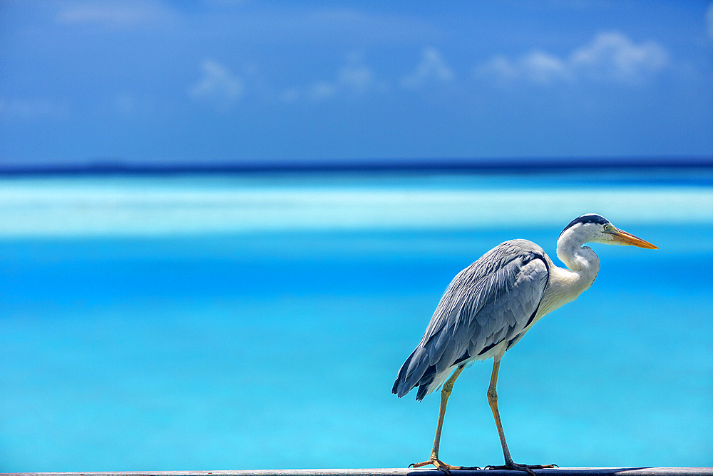 Grey heron in the blue lagoon, The Maldives, Indian Ocean, Asia