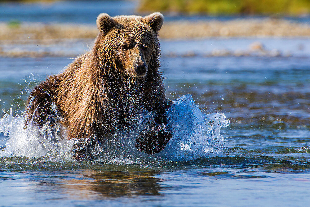 Grizzly bear (brown bear) (Ursus arctos), Moraine Creek (River), Katmai National Park and Reserve, Alaska, United States of America, North America