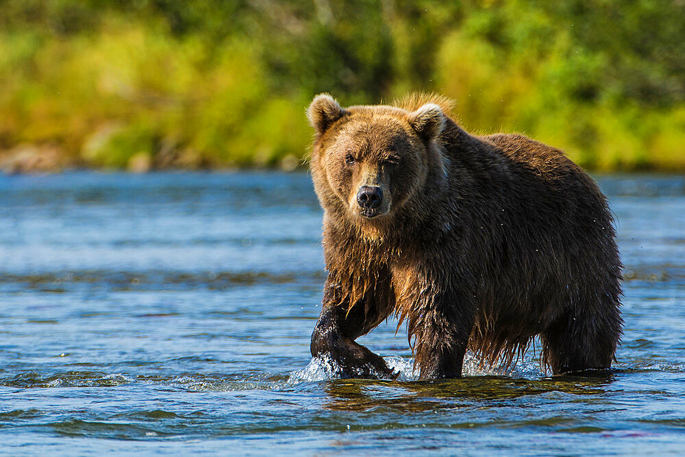 Grizzly bear (brown) bear (Ursus arctos), Moraine Creek (River), Katmai National Park and Reserve, Alaska, United States of America, North America