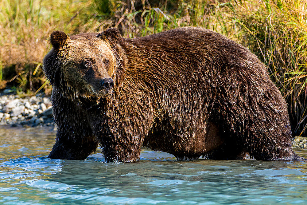 Grizzly (brown) bear (Ursus arctos) at Crescent Lake, Lake Clark National Park and Preserve, Alaska, United States of America, North America