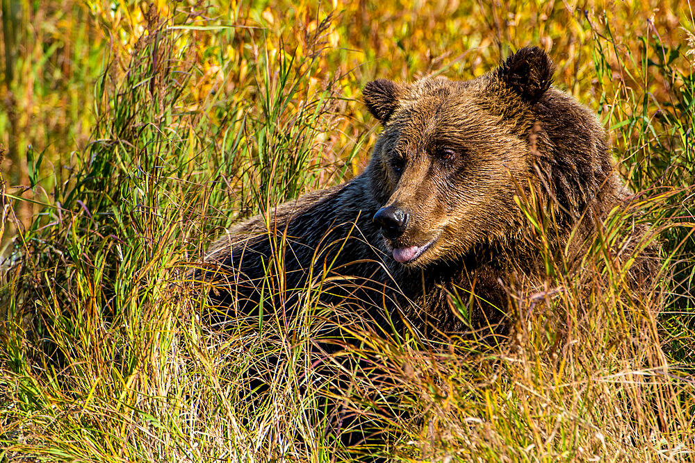 Grizzly (brown) bear (Ursus arctos) at Crescent Lake, Lake Clark National Park and Preserve, Alaska, United States of America, North America