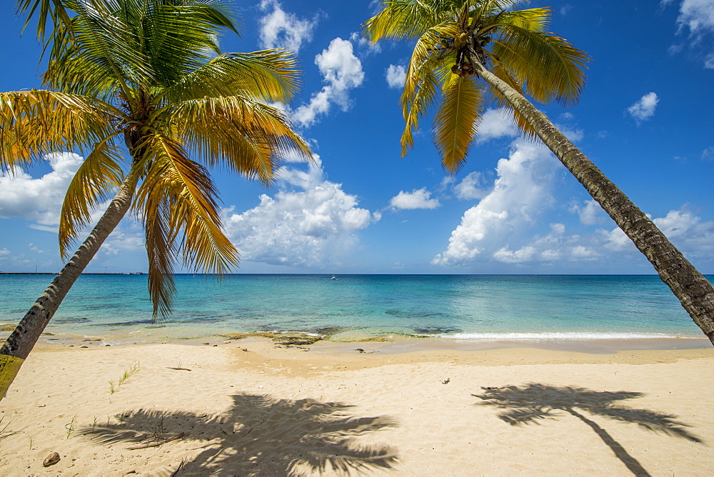 Palm trees on Sprat Hall Beach in Saint Croix, US Virgin Islands