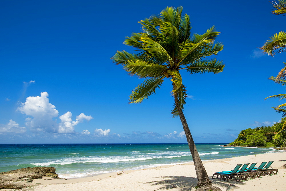 Palm tree at Carambola Beach Resort in Saint Croix, US Virgin Islands