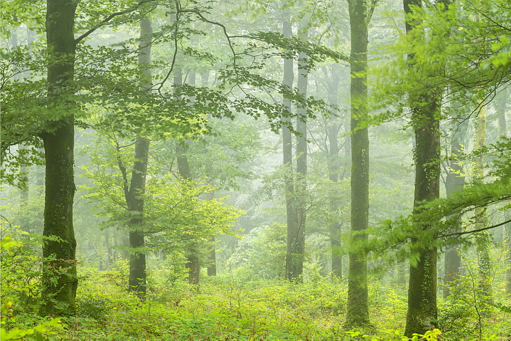 Deciduous woodland on a misty rainy day, Cornwall, England, United Kingdom, Europe