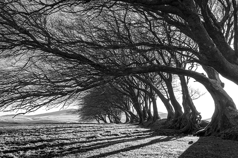 Early morning sunlight streaming through a tree hedgerow in winter, Dartmoor, Devon, England, United Kingdom, Europe