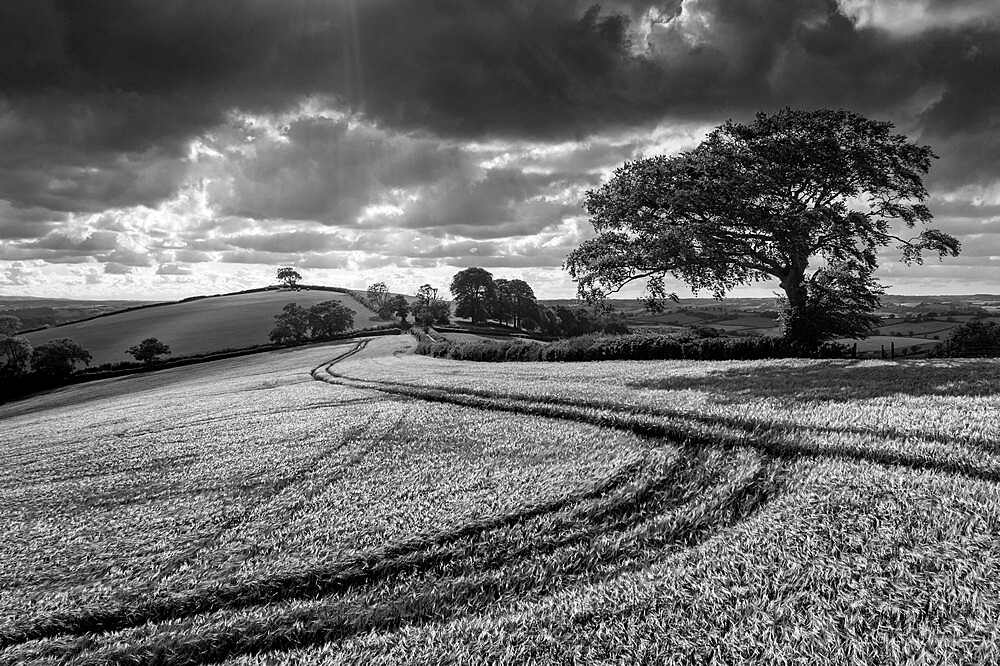 Summer crop field in rolling countryside, Crediton, Devon, England, United Kingdom, Europe