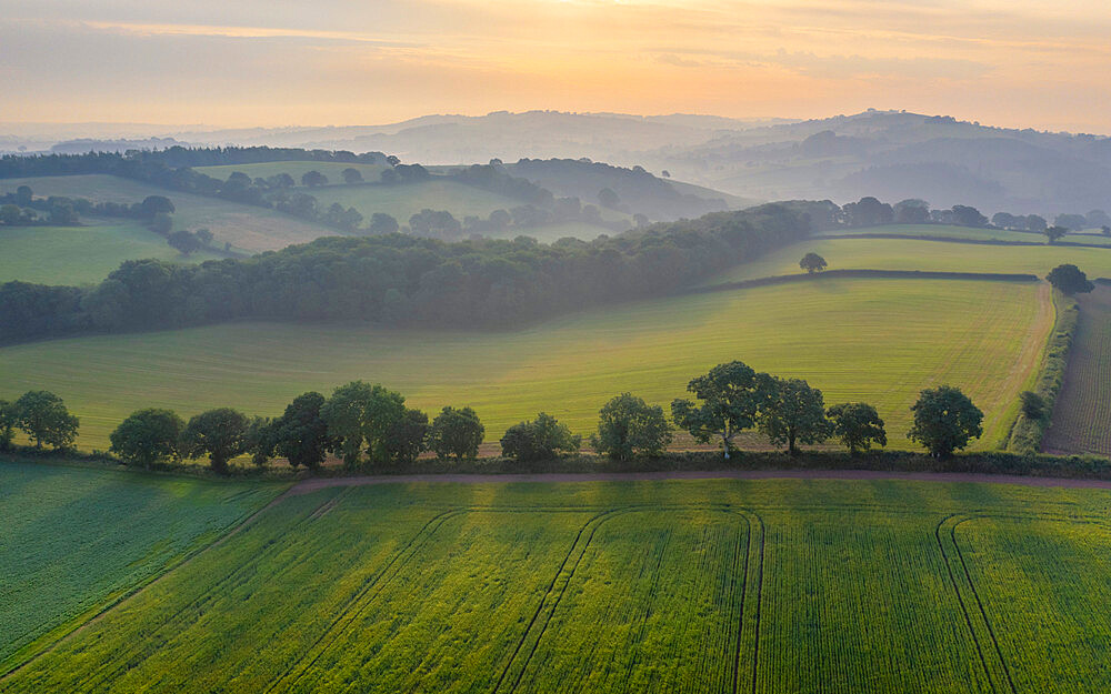 Aerial vista of rolling farmland in summer time, Devon, England, United Kingdom, Europe