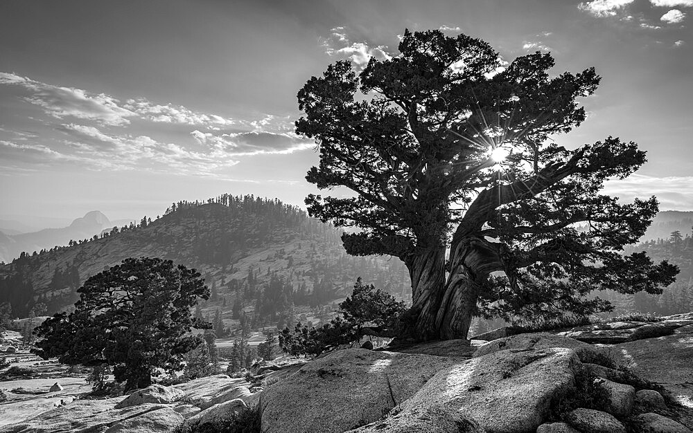 Ancient Western Juniper tree growing on the granite slopes above Olmstead Point in Yosemite National Park, UNESCO World Heritage Site, California, United States of America, North America