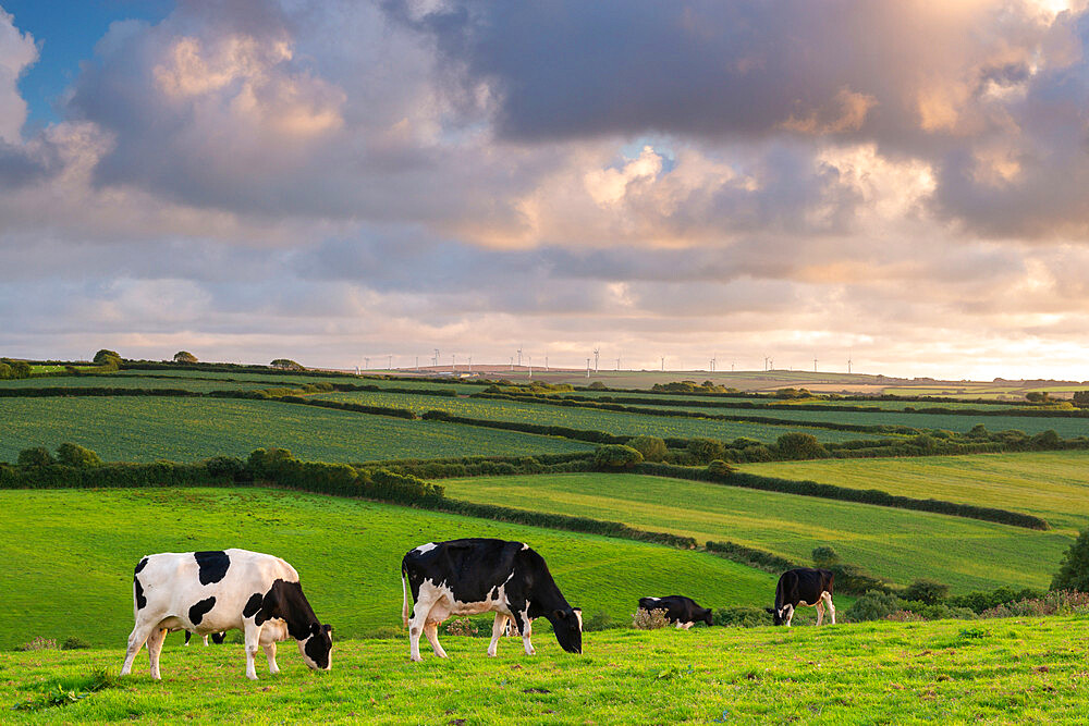 Dairy cattle grazing in a Cornish field at sunset in summer, St. Issey, Cornwall, England, United Kingdom, Europe