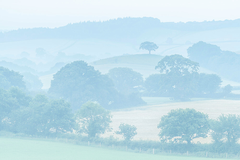 Rolling Devon countryside at dawn on a misty summer morning, Devon, England, United Kingdom, Europe