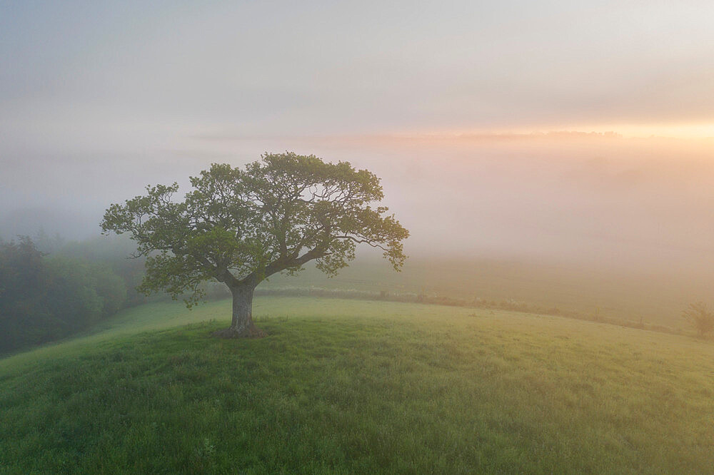 Lone hill top tree at sunrise on a misty summer morning, Devon, England, United Kingdom, Europe