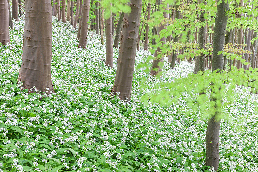 Spring flowering Ramsons (Allium ursinum) in a deciduous woodland, Winterbourne Abbas, Dorset, England, United Kingdom, Europe