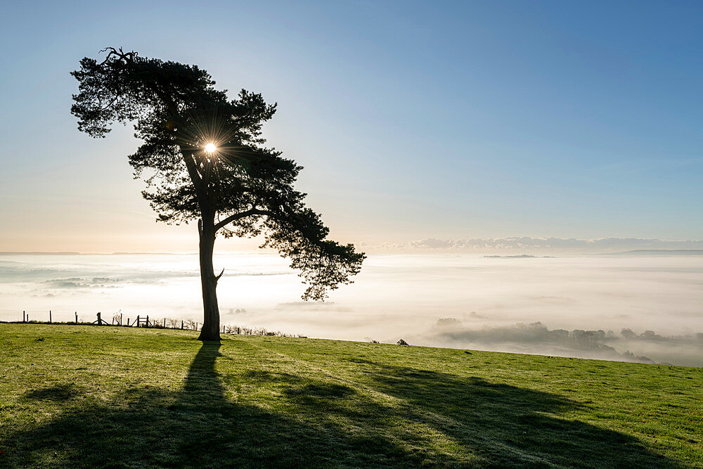 Lone pine hill top tree on a misty, sunny autumn morning, Devon, England, United Kingdom, Europe