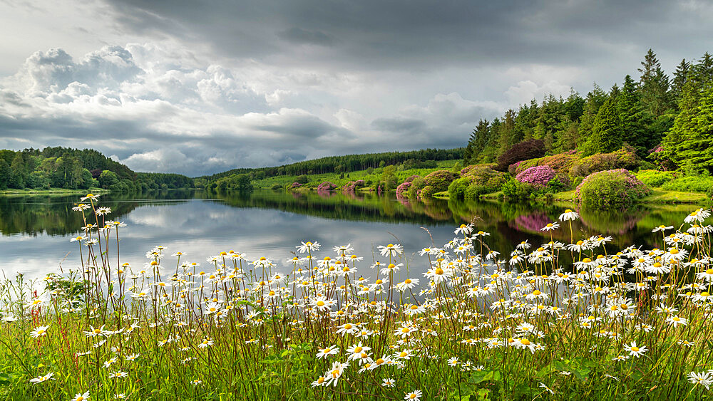 Wildflower daisies on the banks of Kennick Reservoir in Dartmoor National Park in summer, Devon, England, United Kingdom, Europe