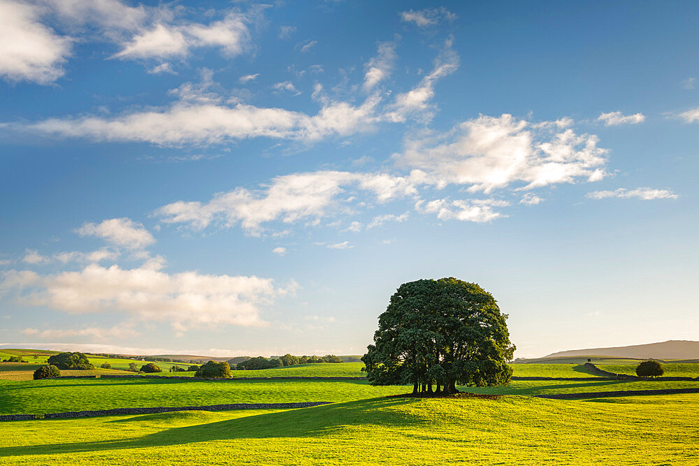 Small copse of trees near the village of Airton in the Yorkshire Dales National Park, North Yorkshire, England, United Kingdom, Europe