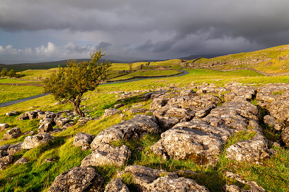 Hawthorn tree and limestone pavement in autumn, Winskill Stones, Yorkshire Dales National Park, Yorkshire, England, United Kingdom, Europe