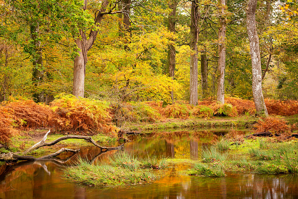 Autumn foliage on the banks of Black Water River in the New Forest National Park, Hampshire, England, United Kingdom, Europe