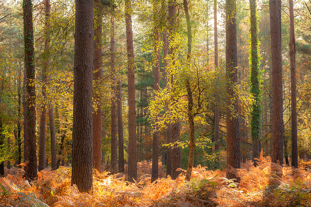 Sunny autumn woodland scene, New Forest, Hampshire, England, United Kingdom, Europe