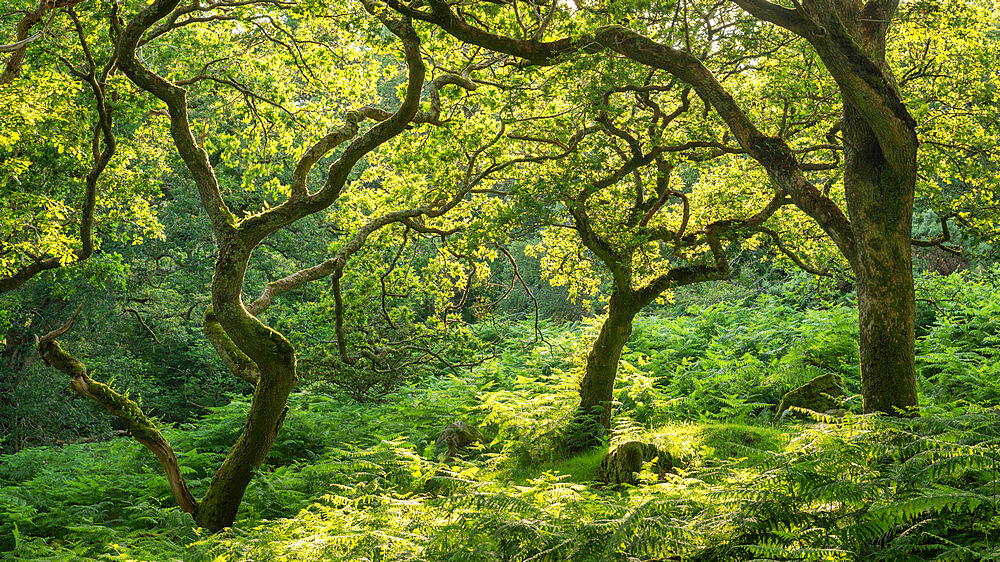 Verdant deciduous woodland in summertime, Dartmoor National Park, Devon, England, United Kingdom, Europe