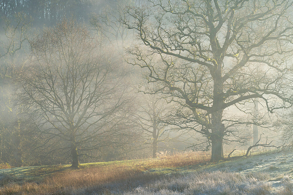 Winter trees in morning mist, Stourhead, Wiltshire, England, United Kingdom, Europe